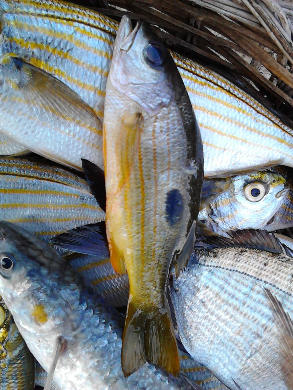 Pesce dalla Sicilia mai visto prima: Lutjanus cf. fulviflamma